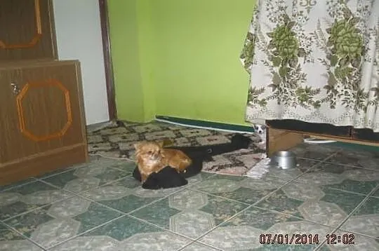 Malutka suczka chihuahua fci