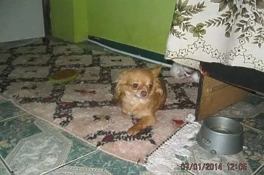 Malutka suczka chihuahua fci