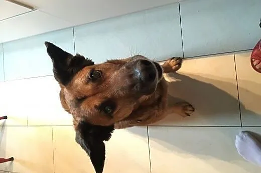 Ryży do adopcji,  Kundelki cała Polska