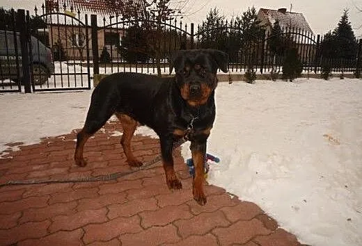 Desta rottweiler szuka pilnie kochającego domku ad