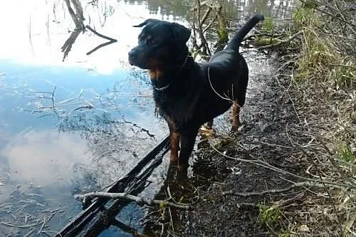 Desta rottweiler szuka pilnie kochającego domku ad