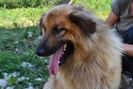 Grześ kocha człowieka nad życie. Czy ktoś w końcu 