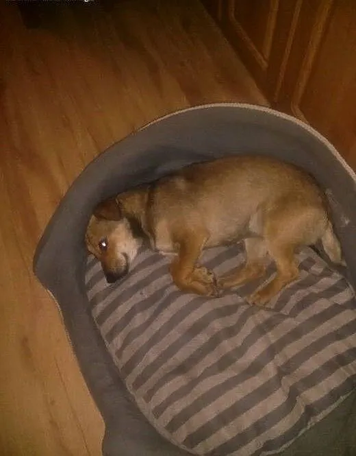 Maleńka Mimi do adopcji, mazowieckie Warszawa