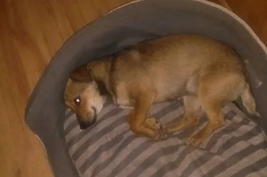 Maleńka Mimi do adopcji, mazowieckie Warszawa