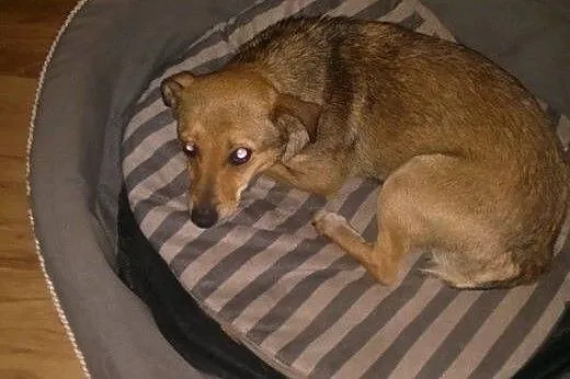 Maleńka Mimi do adopcji,  mazowieckie Warszawa