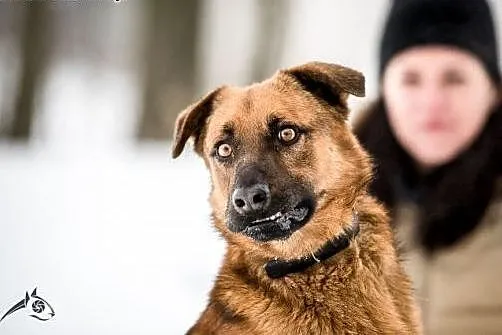 Adoptuj wspaniałego Dziurawca a Twoje i jego życie