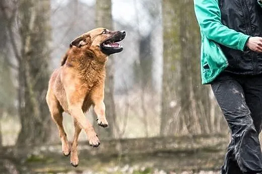 Adoptuj wspaniałego Dziurawca a Twoje i jego życie