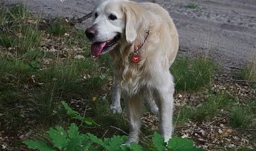 Golden Retriever DARGO - poszukuje domu, śląskie