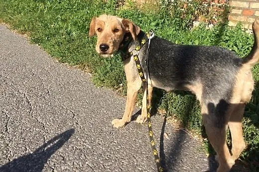 Zelda - kocham na zabój - szuka domu!,  mazowiecki