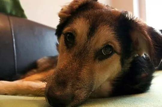Czaruś - 10 miesięczny szczeniak w typie owczarka