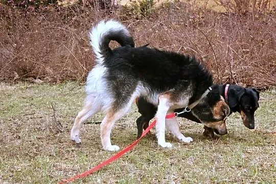 Czaruś - 10 miesięczny szczeniak w typie owczarka