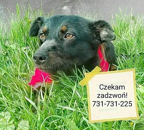 Młodziutka, niewielka i porzucona___Blanka szuka d