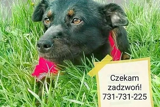 Młodziutka, niewielka i porzucona___Blanka szuka d