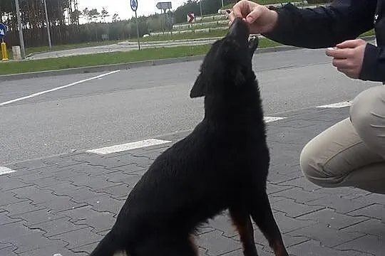 Młodziutka, niewielka i porzucona___Blanka szuka d