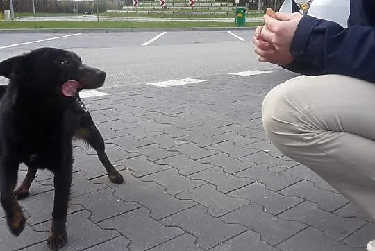 Młodziutka, niewielka i porzucona___Blanka szuka d