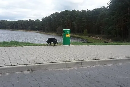 Młodziutka, niewielka i porzucona___Blanka szuka d