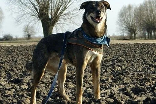 Masza młoda sunia kochająca ludzi i świat szuka pilnie dobrego domku,  Kundelki cała Polska