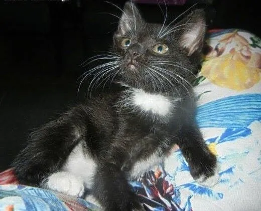 Meliska do adopcji!!!, łódzkie Łódź