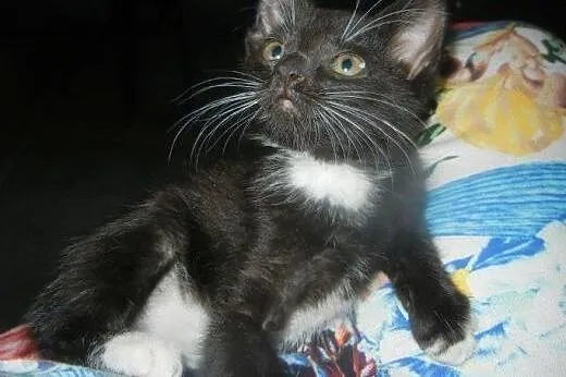 Meliska do adopcji!!!,  łódzkie Łódź