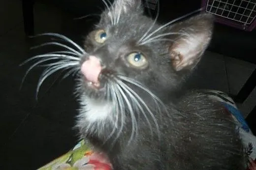 Meliska do adopcji!!!,  łódzkie Łódź