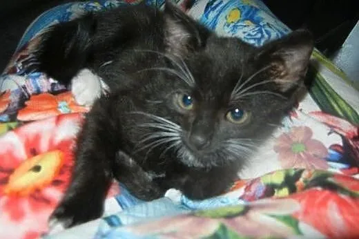 Meliska do adopcji!!!,  łódzkie Łódź