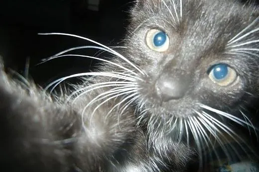 Meliska do adopcji!!!,  łódzkie Łódź