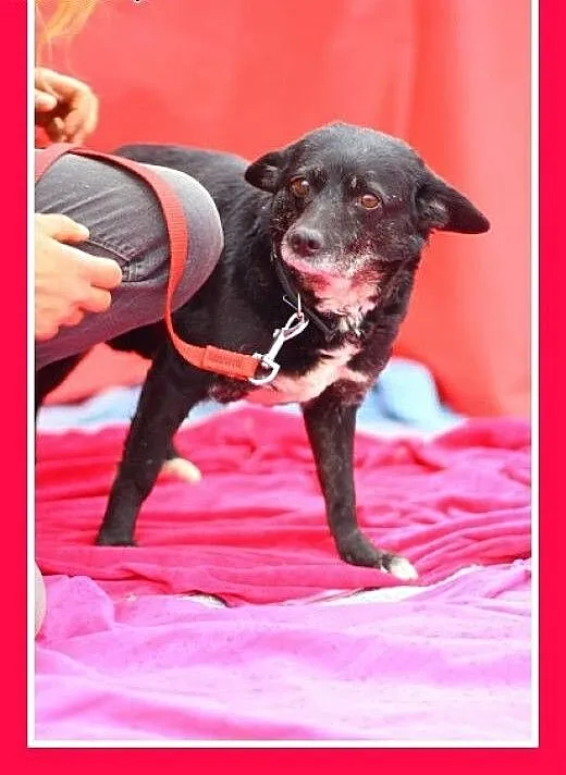 MNISZKA mama,mała,delikatna,przyjazna suczka.ADOPC