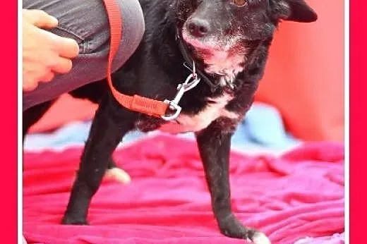 MNISZKA mama,mała,delikatna,przyjazna suczka.ADOPC