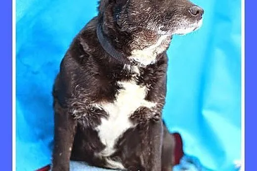 MNISZKA mama,mała,delikatna,przyjazna suczka.ADOPC