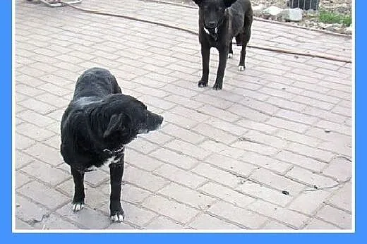 MNISZKA mama,mała,delikatna,przyjazna suczka.ADOPC