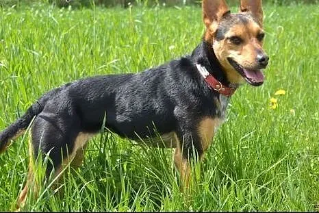 2,5 letnia ZĘBUSZKA 8kg szuka domku&#8230;najl