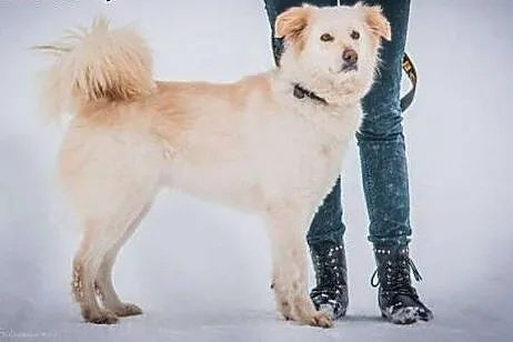 Blondi - śnieżna piękność czeka na dom,  Kundelki 