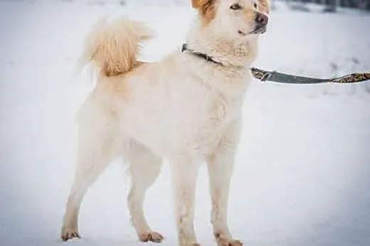 Blondi - śnieżna piękność czeka na dom,  Kundelki 