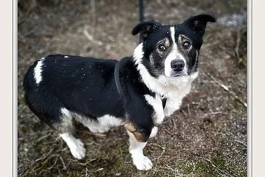 GANDI,10kg,mały,łagodny,szczepiony piesek.ADOPCJA, Małopolskie, Kraków