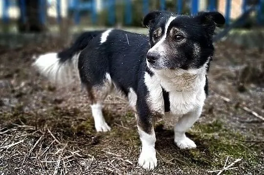 GANDI,10kg,mały,łagodny,szczepiony piesek.ADOPCJA, Małopolskie, Kraków
