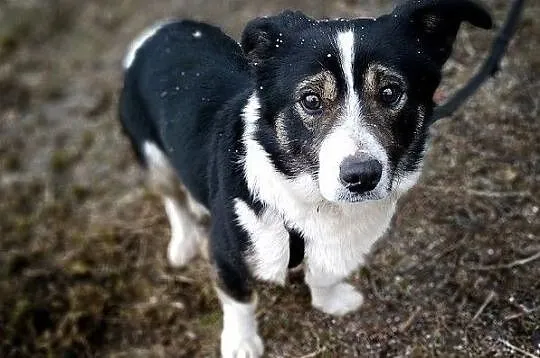GANDI,10kg,mały,łagodny,szczepiony piesek.ADOPCJA, Małopolskie, Kraków