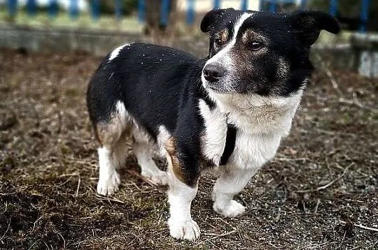 GANDI,10kg,mały,łagodny,szczepiony piesek.ADOPCJA, Małopolskie, Kraków