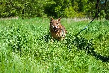 Dona – starsza, kochana, uległa cudna su