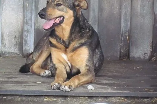 Prezes - spokojny, kontaktowy do adopcji,  dolnośląskie Wrocław
