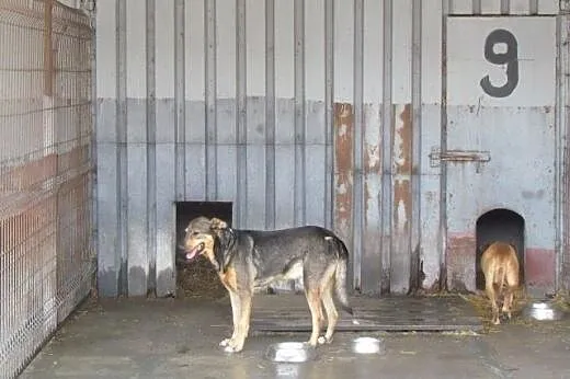 Prezes - spokojny, kontaktowy do adopcji,  dolnośl