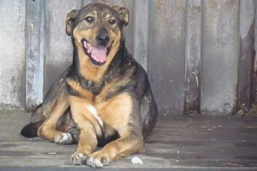 Prezes - spokojny, kontaktowy do adopcji,  dolnośl