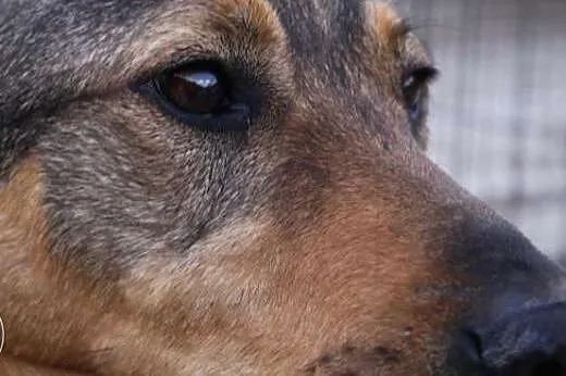 Prezes - spokojny, kontaktowy do adopcji,  dolnośl