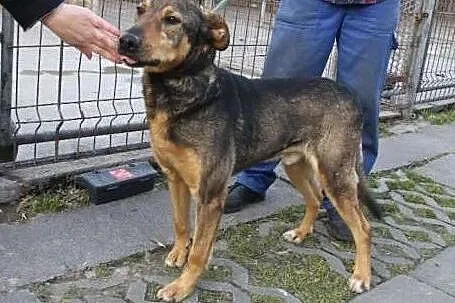 Prezes - spokojny, kontaktowy do adopcji,  dolnośl