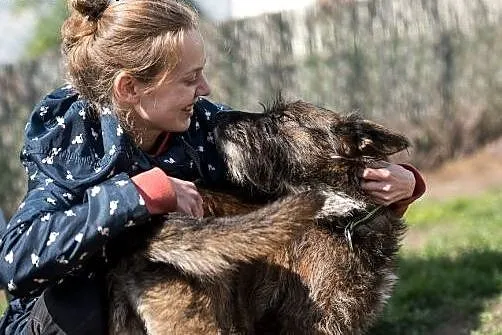 Londi- grzeczna i rozważna sunia do adopcji,  mało