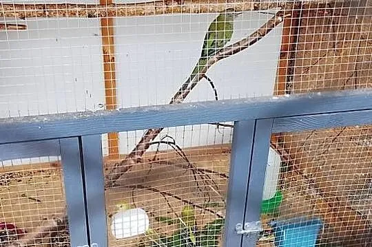 Sprzedam młode świergotki z tego roku, Wielkopolskie, Tarchały Małe