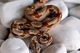 Boa hypo het albino kahl het anery t1 poss. het blood