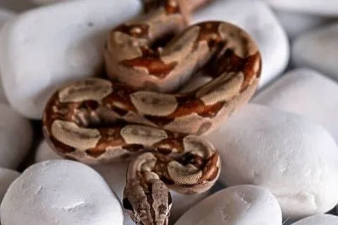 Boa hypo het albino kahl het anery t1 poss. het blood