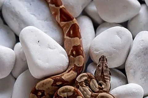 Boa hypo het albino kahl het anery t1 poss. het blood, Wielkopolskie, Poznań
