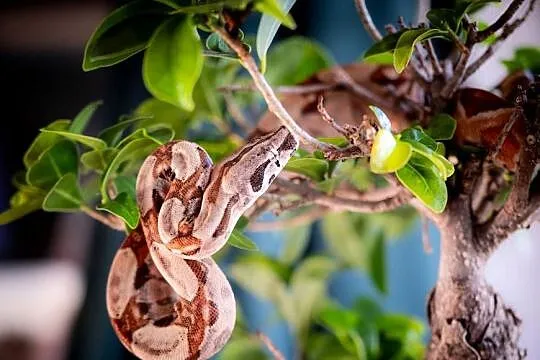 Boa hypo het albino kahl het anery t1 poss. het blood, Wielkopolskie, Poznań