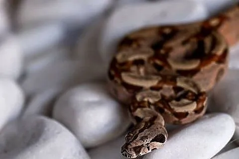 Boa hypo het albino kahl het anery t1 poss. het blood, Wielkopolskie, Poznań